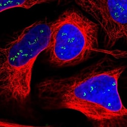 SLC35F4 Antibody, Novus Biologicals:Antibodies:Primary Antibodies